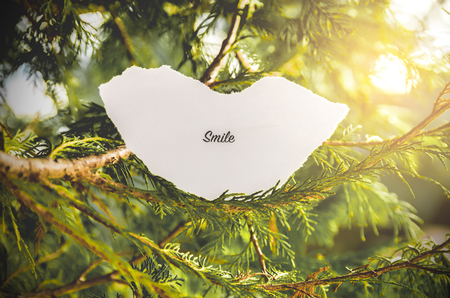 "smile" text in a pine tree in vintage colors.の写真素材