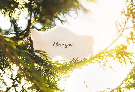 "I love you" text in a pine tree in vintage colors.の写真素材