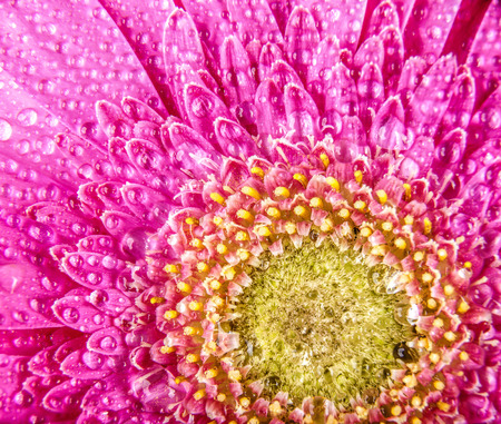 Macro photo of a beautiful colorful flower.の写真素材
