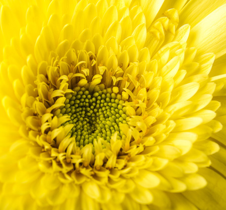 Macro photo of a beautiful colorful flower.の写真素材
