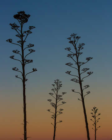 Century plant stocks silhouetted by the evening sky in Southern Arizona の写真素材