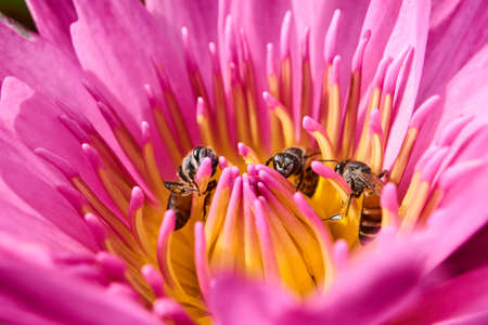 Lotus with beesの写真素材