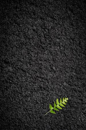One green leaf lies on a background of black asphalt close-up. Texture for the background. The concept of natureの写真素材