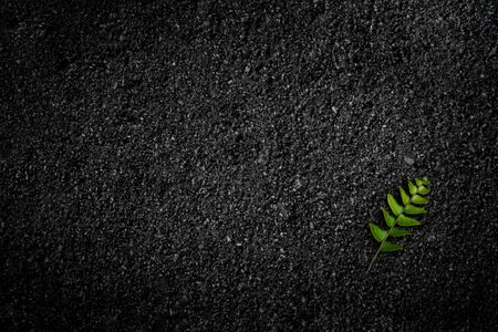 One green leaf lies on a background of black asphalt close-up. Texture for the background. The...