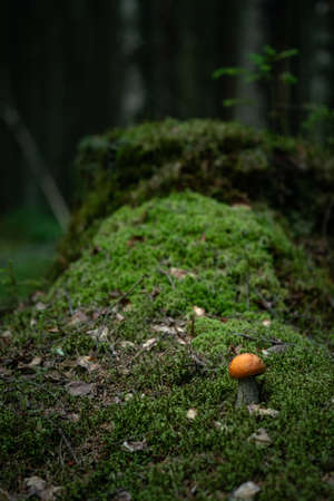 Aspen mushroom on a stump in the moss in a dark forestの写真素材