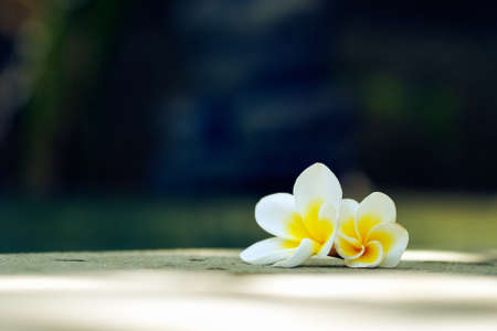 Two frangipani flowers on a wooden background by the poolの写真素材