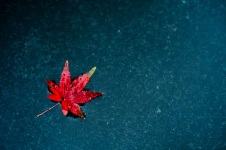 One red maple leaf on blue water in autumn