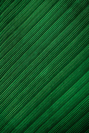 Tropical palm banana leaf, dark green plant texture background