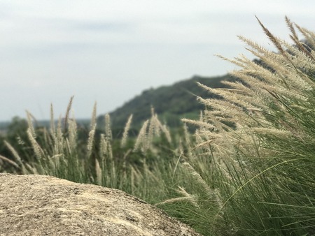 Grass on Mountainの写真素材