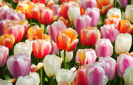 Dutch flowersの写真素材