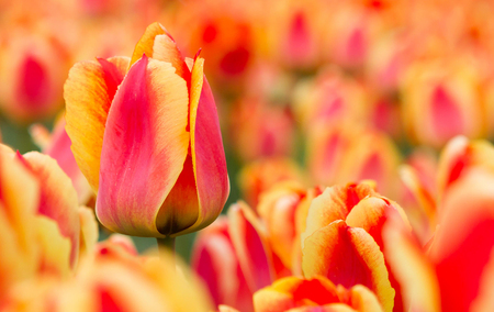 Dutch tulipsの写真素材