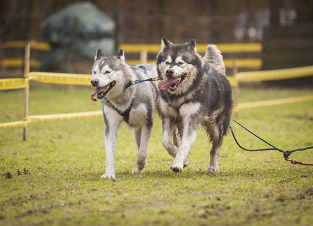 siberian huskyの写真素材