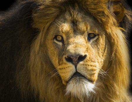The big cat