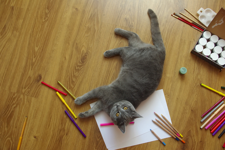 Little gray cat in markers look at camera. Copy space, wood background.の写真素材