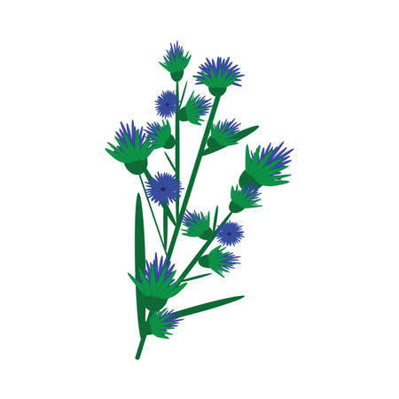 Pattern with blue cornflowers flowers on white background. Vector art illustration colorful design. floral pattern element. Isolated vector illustration.のイラスト素材