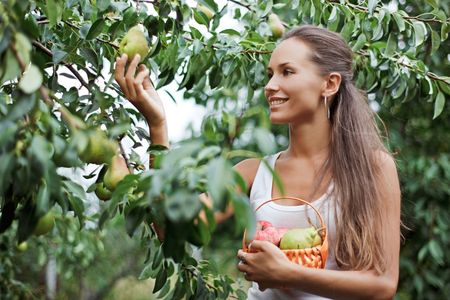 Beautiful woman picking the pear in the gardenの写真素材
