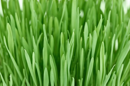 Fresh new green grass background