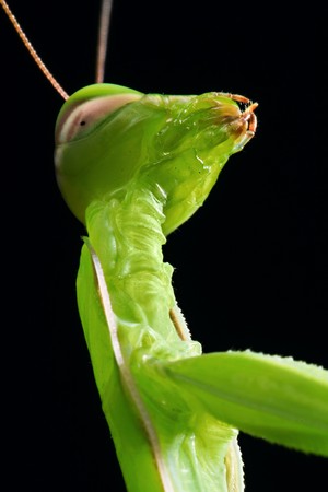 Green mantis head portrait macro viewの写真素材