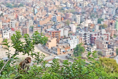 Monkey on the mulberry  tree in front of kathmandu view, nepalの写真素材