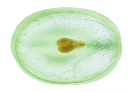 Translucent slice of green grape fruit, macro isolated on whiteの写真素材