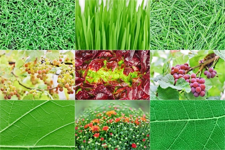 Collection of fresh green nature plant backgrounds