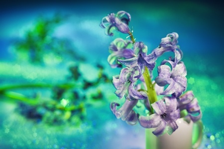 Still life with hyacinth flower in gentle turquoise colors and magic bokehの写真素材