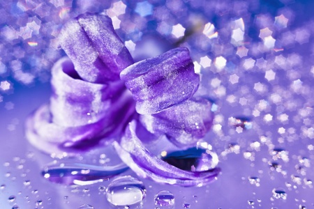 Still life with hyacinth flower in gentle violet colors and magic star shaped bokeh