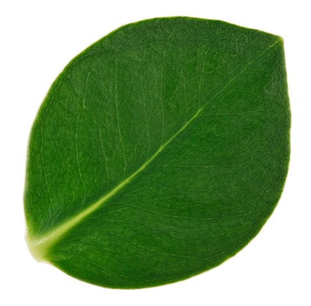 Green clusia leaf macro view, isolated on whiteの写真素材