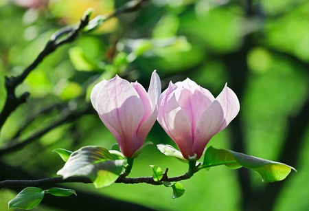 Pink abloom pair of magnolia flower with beautiful bokehの写真素材