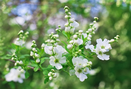 Bunch of white exochorda tianshanica flower with beautiful bokehの写真素材