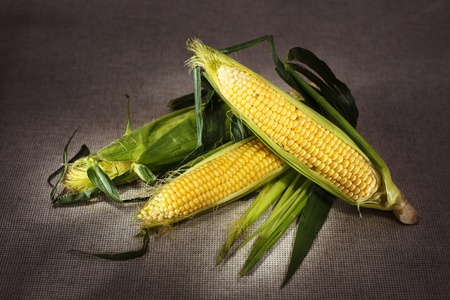 Still life with three indian corn ears on gray linen canvas