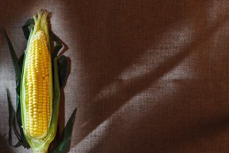 One indian corn ear on gray linen canvas, with copy space design ready