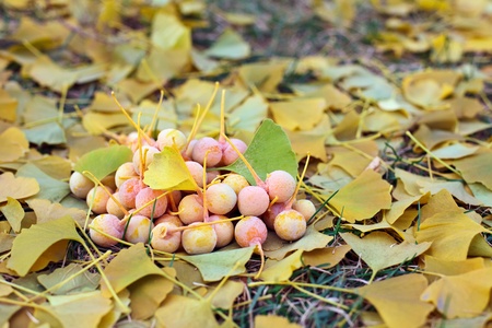Ginkgo Biloba fruits heap lying over leaves, outdoor shot