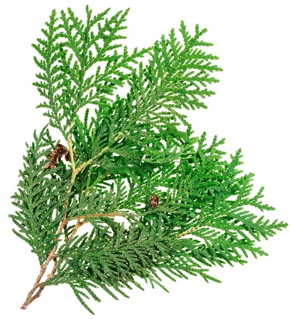 Thuja twig isolated on white, closeup viewの写真素材