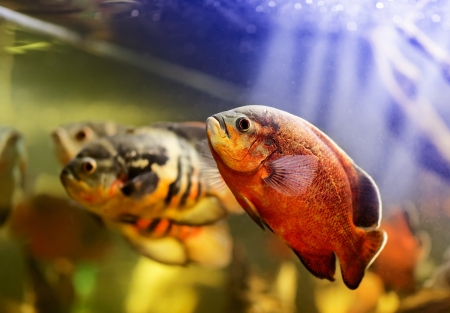 Oscar fish (Astronotus ocellatus) swimming underwaterの写真素材