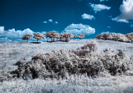 Infrared  IR  landscape with trees on the hillの写真素材
