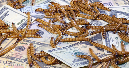 Economic crisis concept with money and worms, closeup background