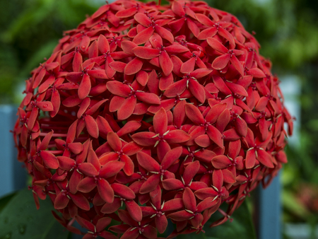 A close up of small vivid red flowers, taken in the spring timeの写真素材