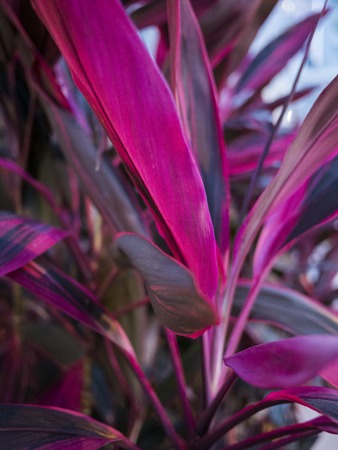 A photo of beautiful big pink and purple leavesの写真素材