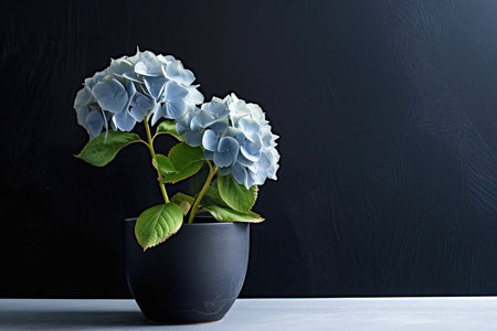 0394. Hydrangea plant in front of dark wall. Generative AIの素材