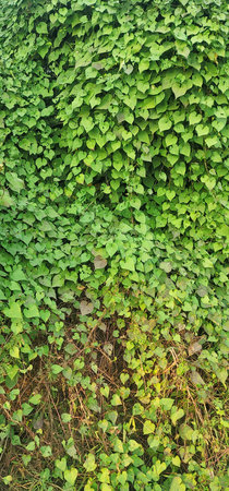 Dense green heart shaped leaves covering a wall of vegetation, a beautiful natural tapestryの写真素材