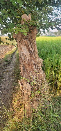 Old weathered tree trunk with peeling bark beside a rice field path, a contrast of textures in the farmlandの写真素材