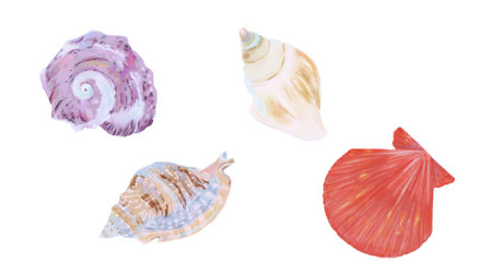 Set of seashells isolated on white background. Watercolor hand drawn illustrationの写真素材