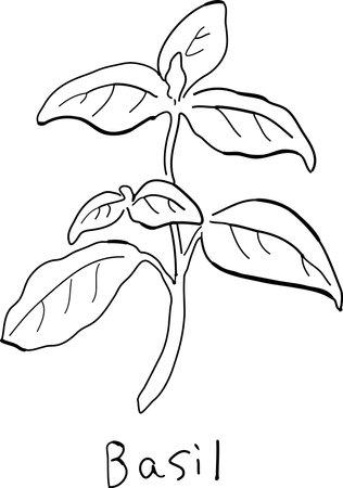 Hand-drawn pen drawing of basil.のイラスト素材