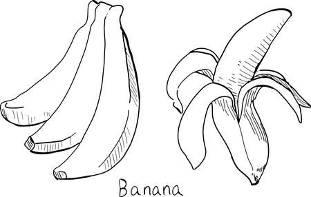 Hand-drawn pen drawing of a banana.のイラスト素材