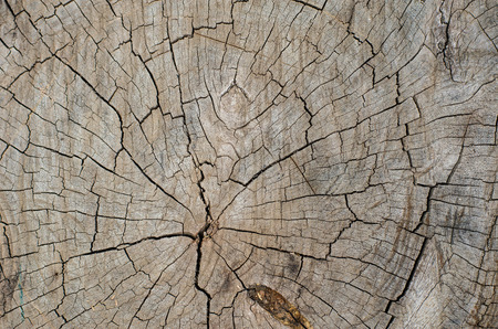 Texture radial cut wood background
