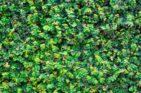 Colorful ivy leaves in Summer, gray colored wall as background.の写真素材