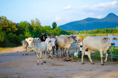 cow thaiの写真素材