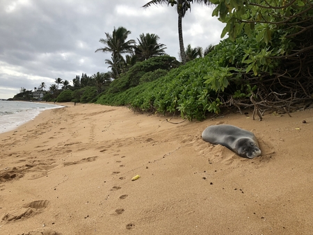 Monk Seal resting on Kauaiの写真素材