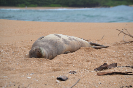 Resting Monk Seal on Kauai's North Shoreの写真素材